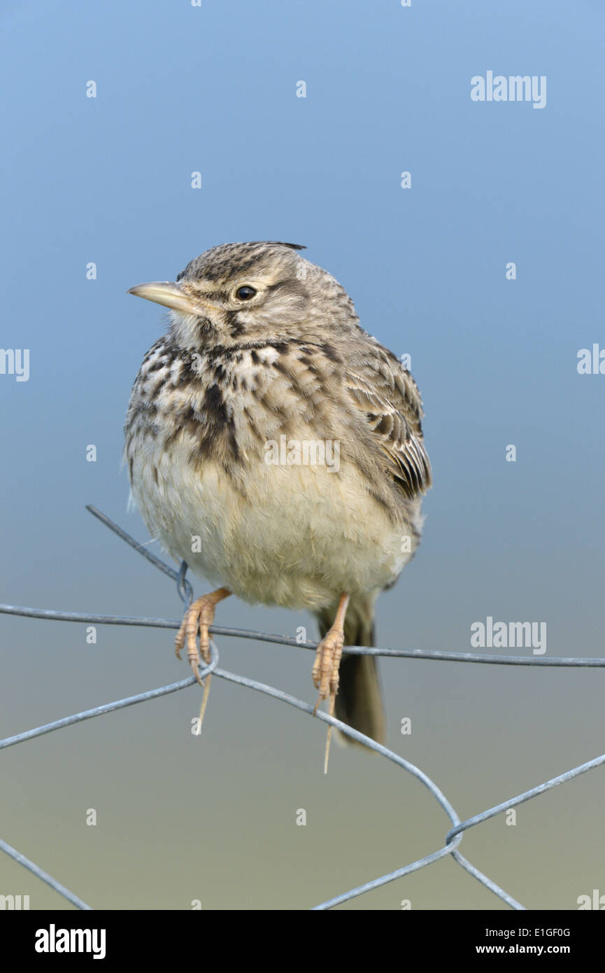 Crested Lark - Galerida cristata Stock Photo
