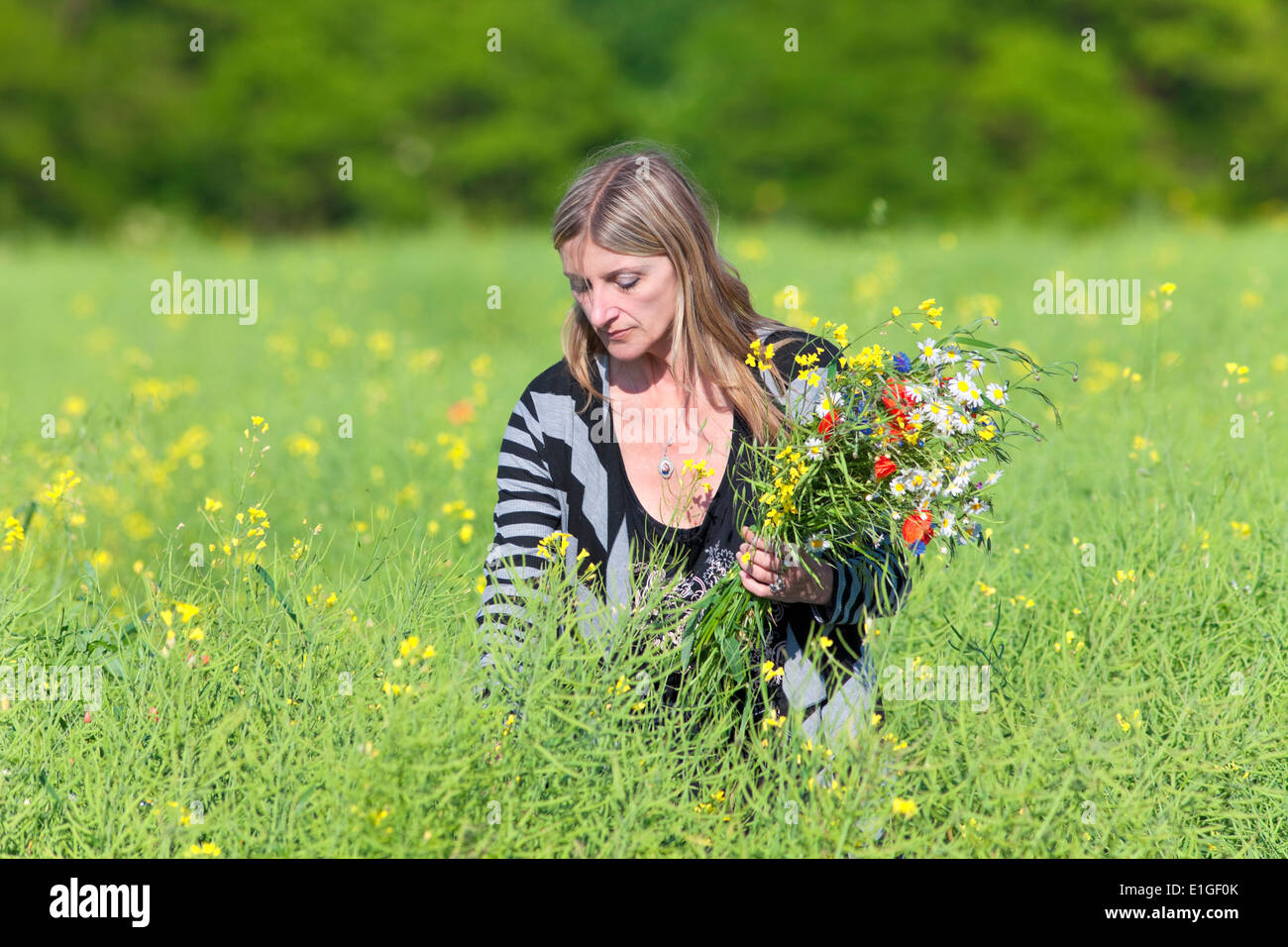 Woman Picking Wild Flowers on the Meadow in Spring Stock Photo Alamy