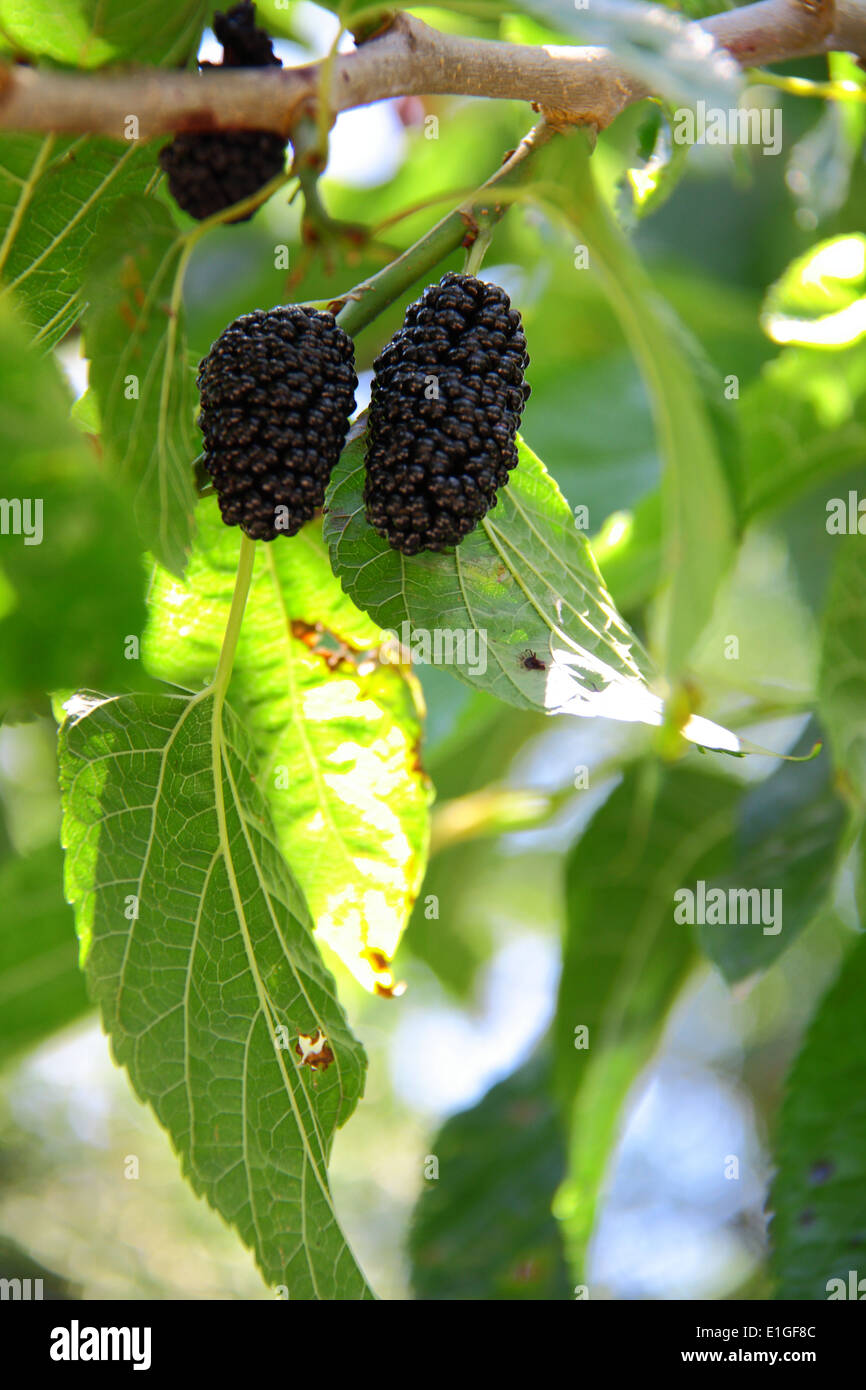 Black mulberry tree hires stock photography and images Alamy