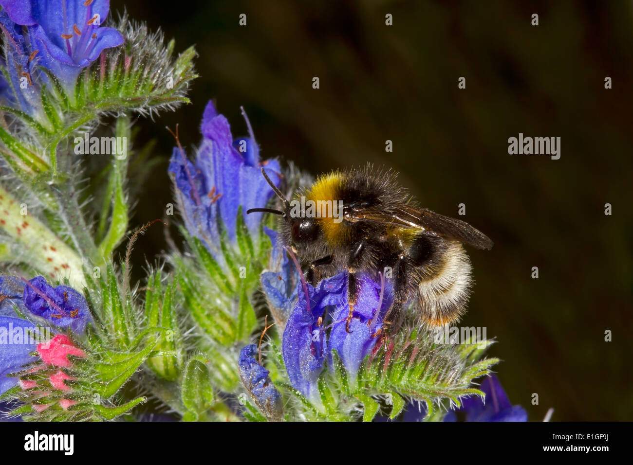 Forest or Four-coloured Cuckoo Bumblebee - Bombus sylvestris Stock Photo