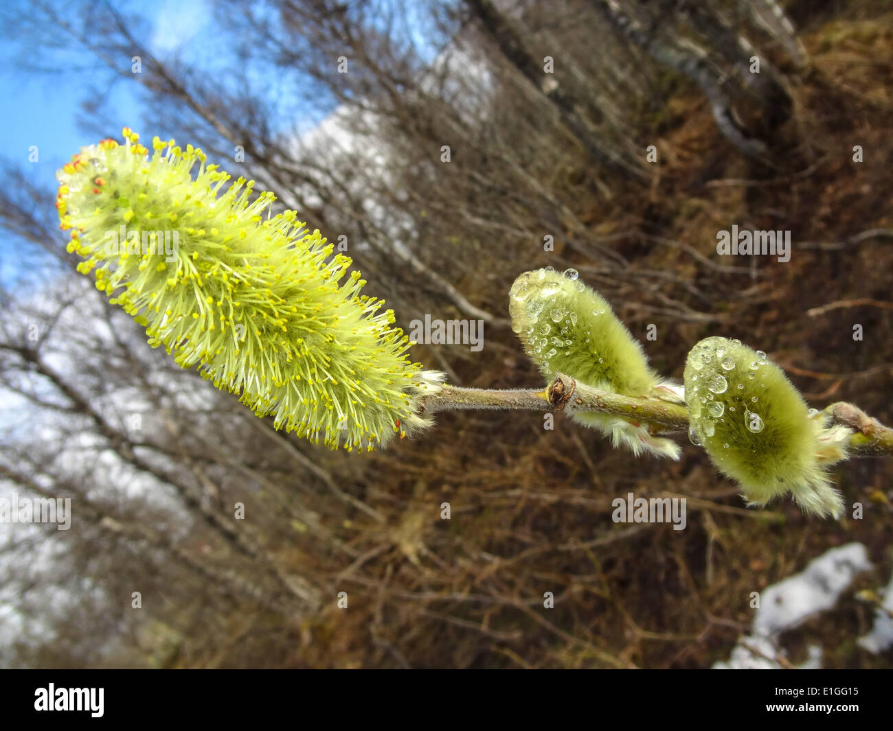 Willow Catkin, Salix Sp. Stock Photo