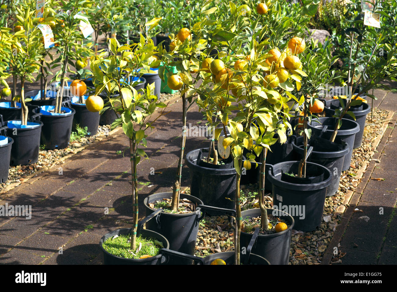 Australian oranges hires stock photography and images Alamy