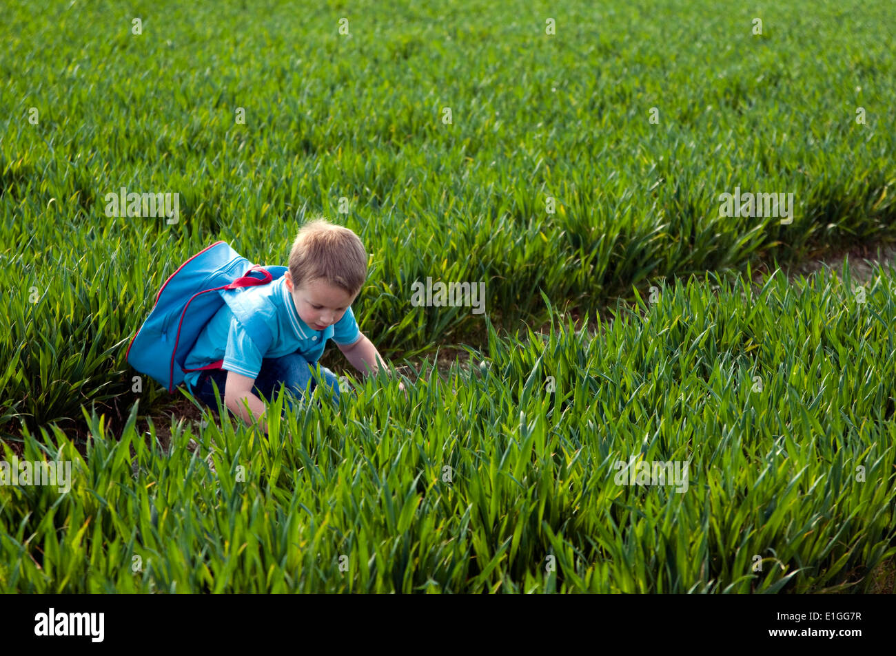 young boy bent down looking at the new crops growing in a field Stock Photo