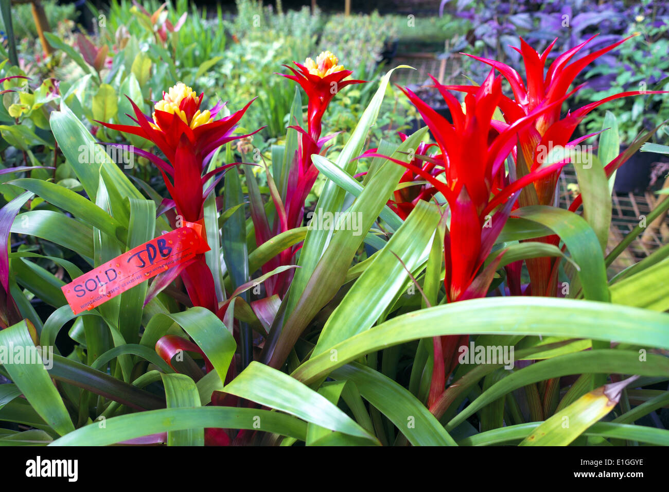 bromeliad plant garden centre near Terrey hills north of sydney,NSW,Australia Stock Photo