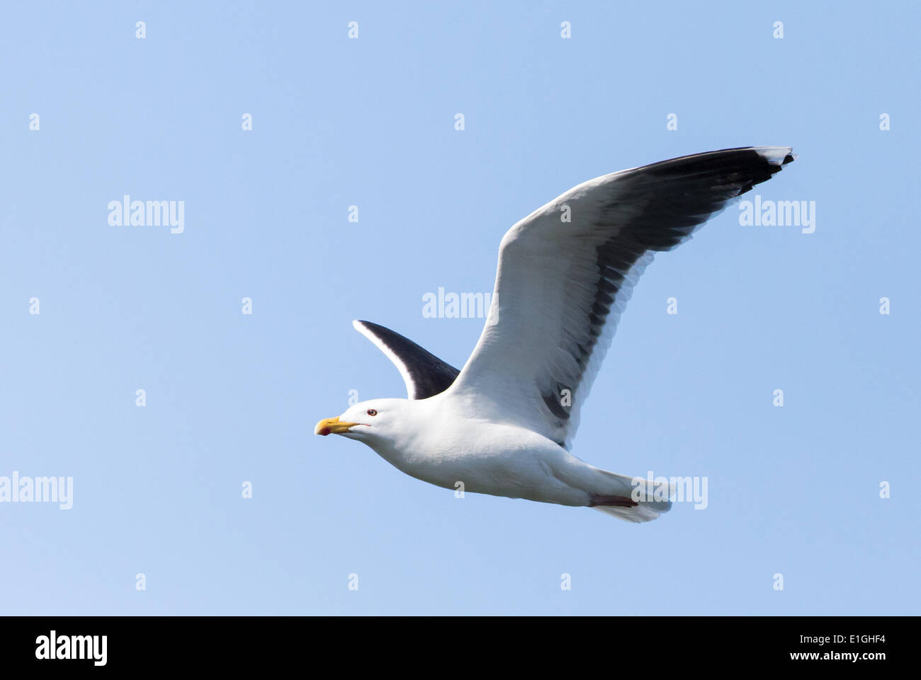 Great Black Backed Gull In Flight, Larus Canus Stock Photo