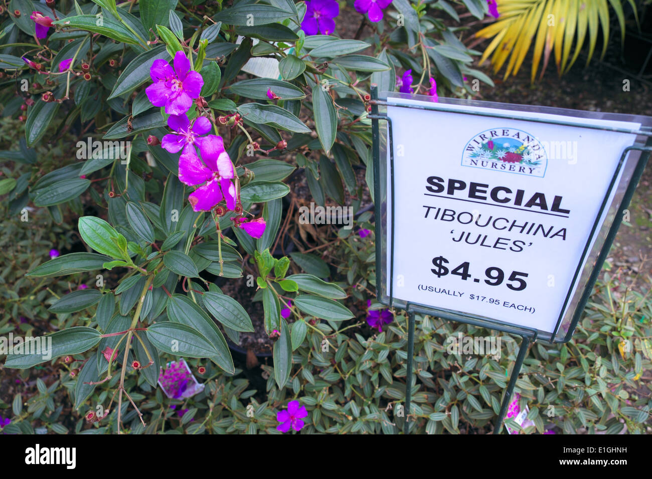 tibouchina jules plants garden centre near Terrey hills north of sydney
