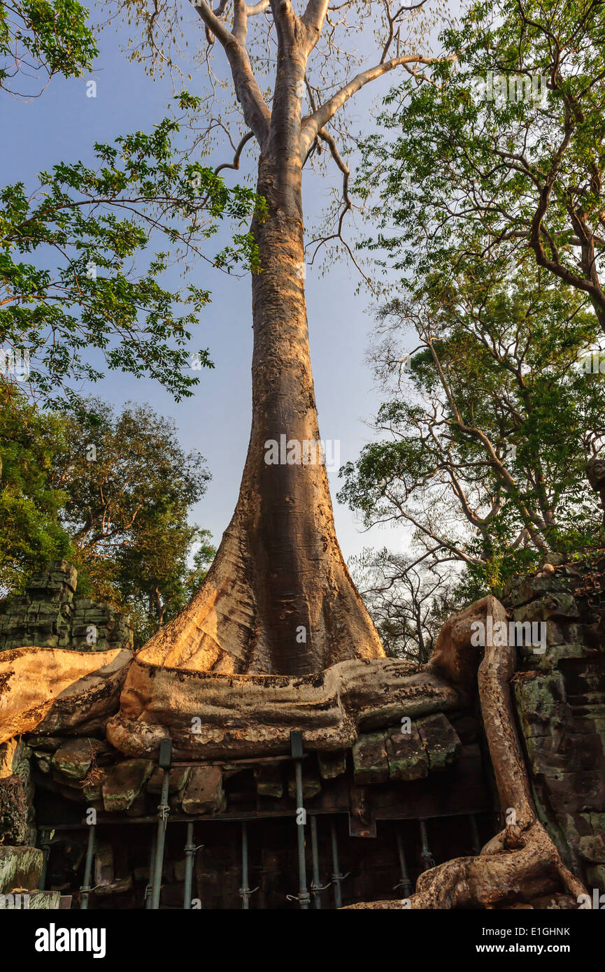 Ta Prohm temple Stock Photo