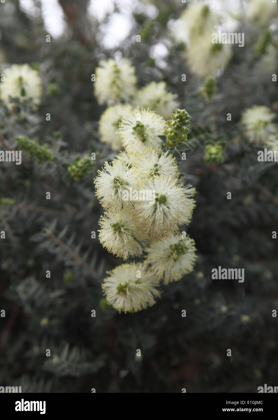 Kunzea ambigua close up of flowers Stock Photo