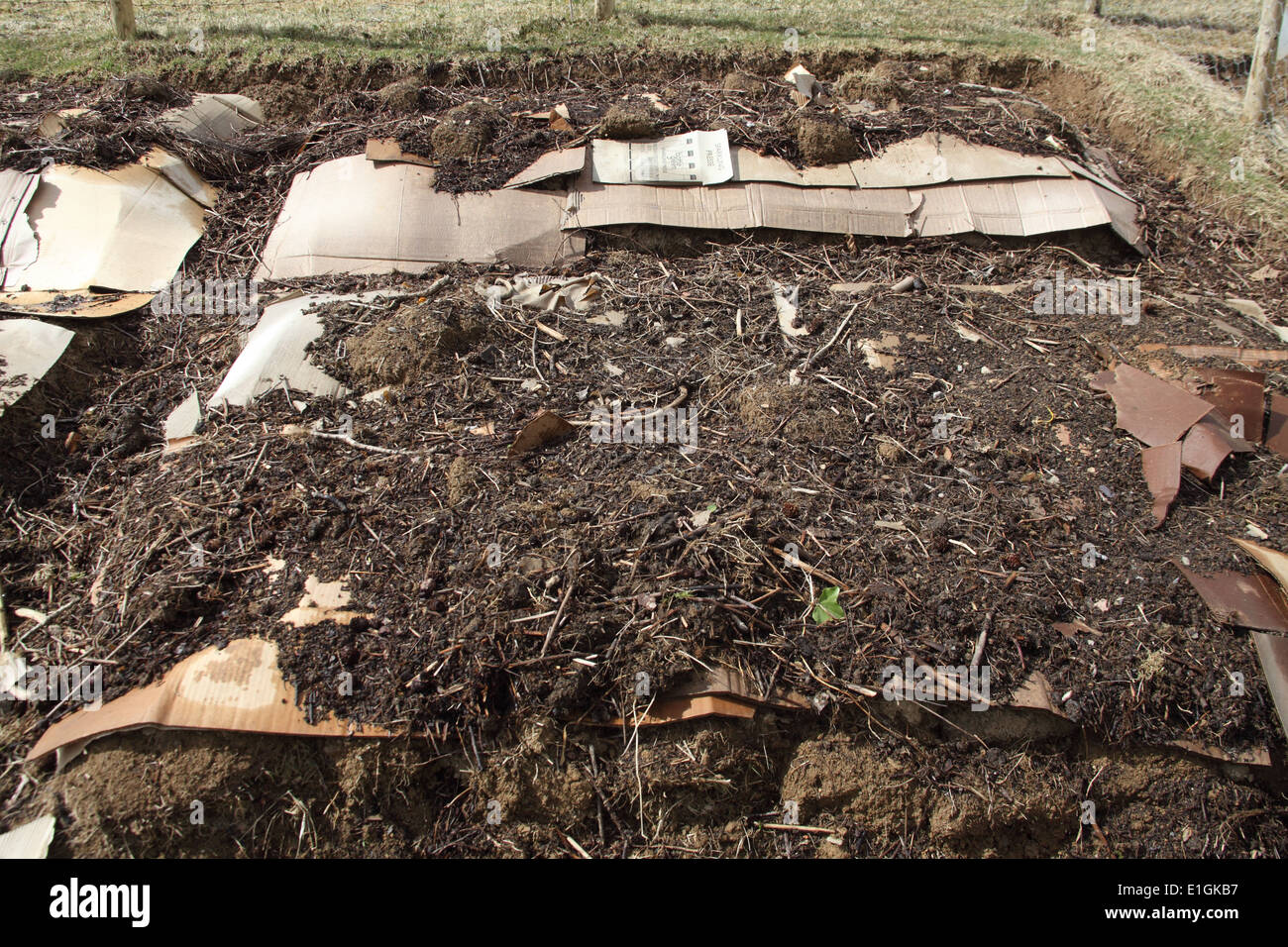 Using cardboard mulch to kill grass on nodig beds Stock Photo Alamy