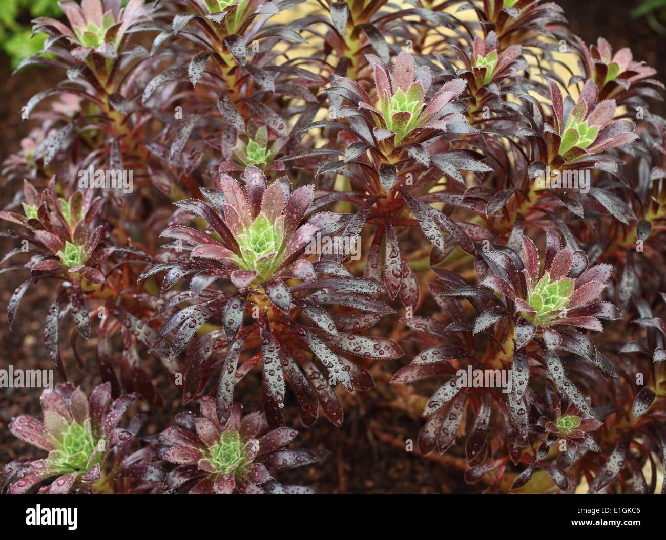 Aeonium 'Logan Rock' close up of plant Stock Photo