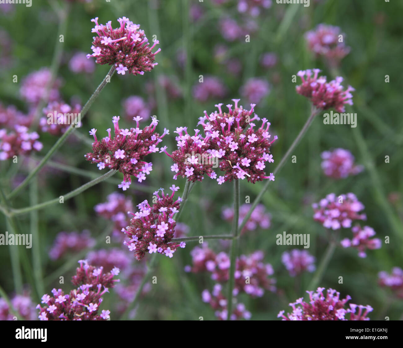 Verbena bonariensis Argentinian Vervain close up of flower Stock Photo Alamy
