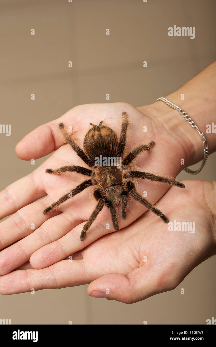 Spider on a woman hand sitting Stock Photo