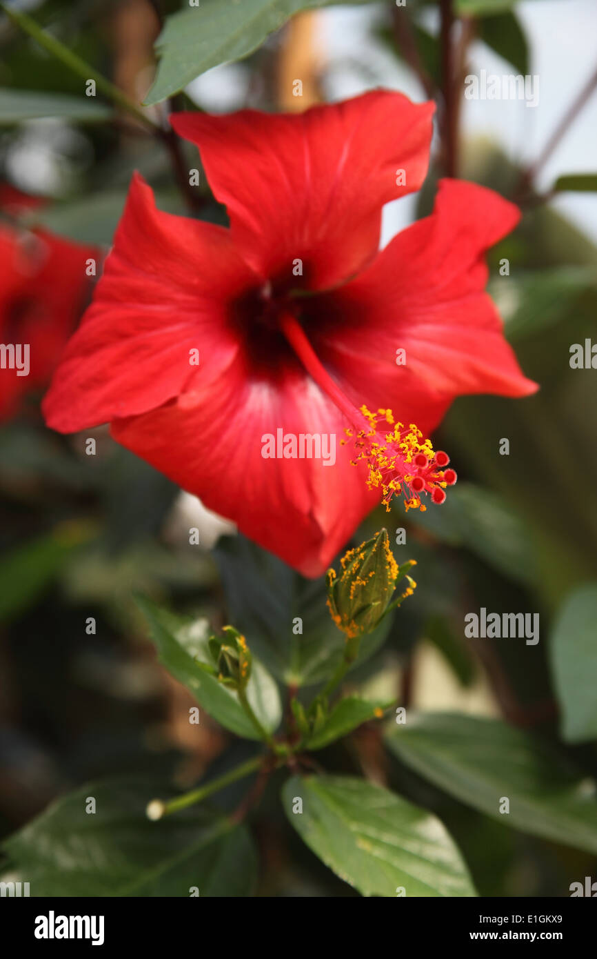 Hibiscus rosa sinensis hi-res stock photography and images - Alamy