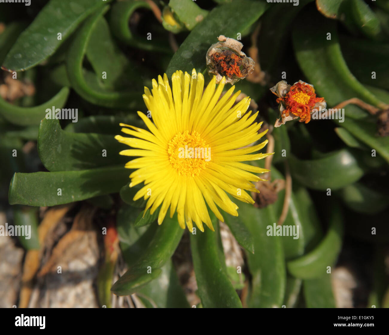 Glottiphyllum longum close up of flower Stock Photo
