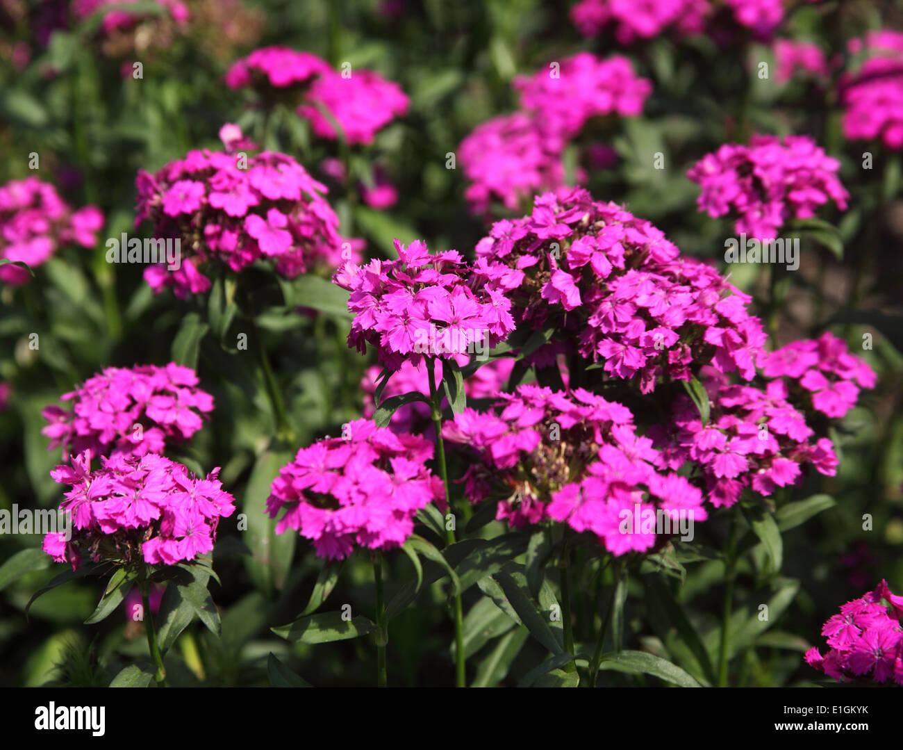 Dianthus amazon neon purple hires stock photography and images Alamy