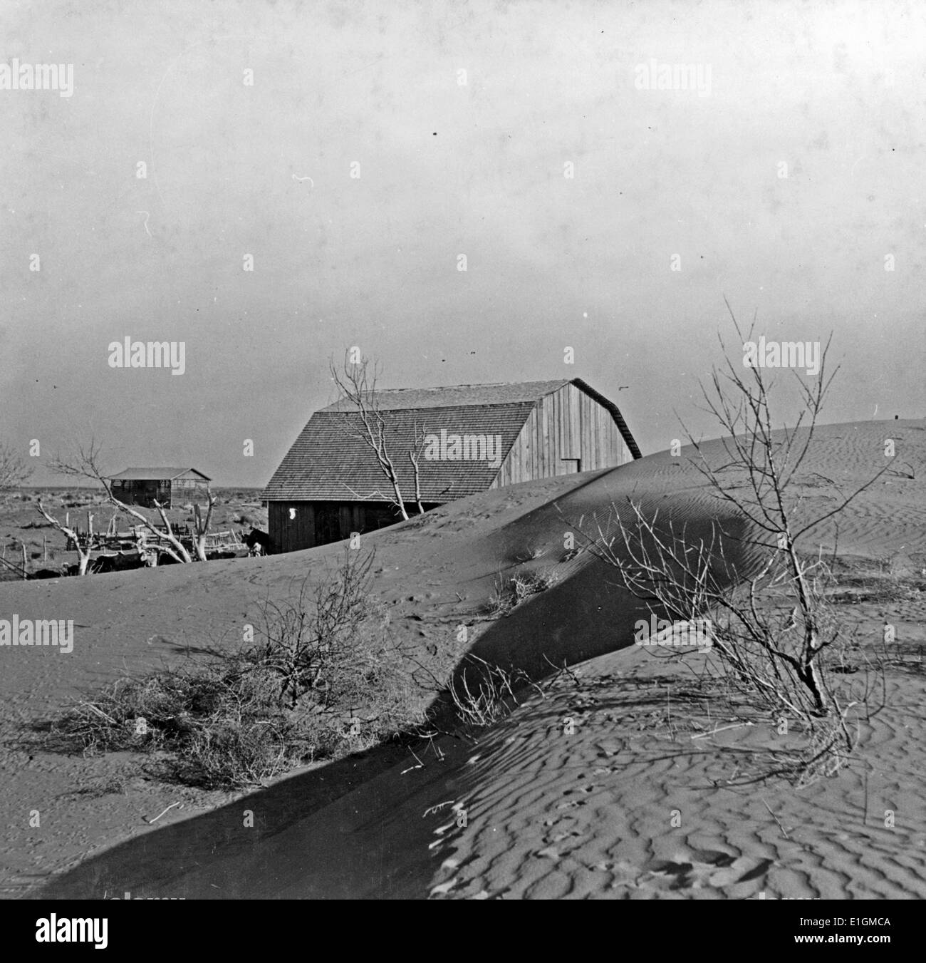 Photograph of the winds of a dust bowl that have piled up large drifts of soil against this farmer's barn near Liberal, Kansas. Dated 1936 Stock Photo