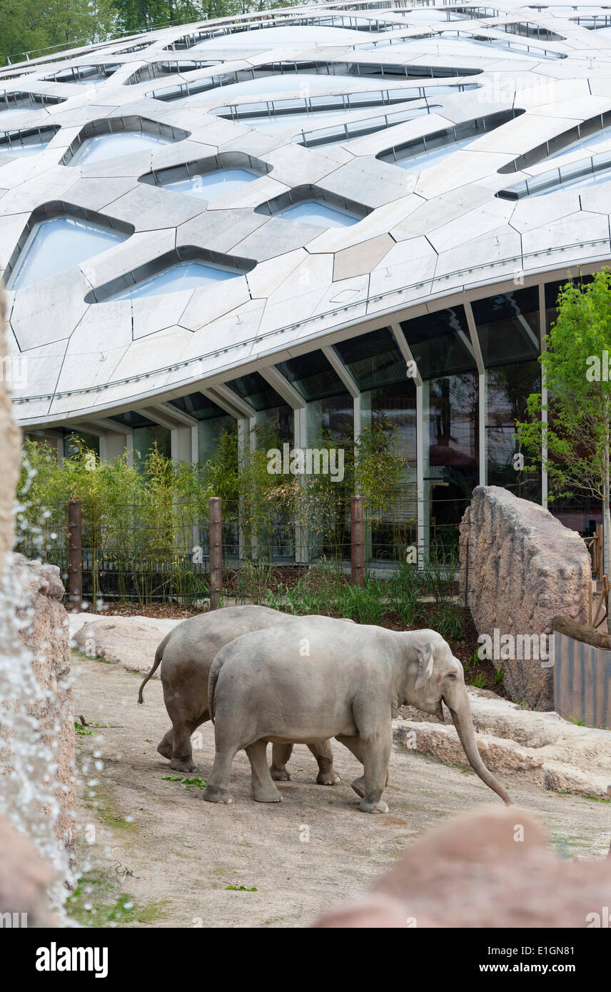Zurich, Switzerland. 4th June 2014. Elephants of Zurich zoo are strolling in their new home and the zoo's new attraction: 'Kaeng Krachan' elephant park, the 10'000 square metres artificial landscape beneath a spectacular dome allows visitors to watch the elephants almost as in their natural habitat. Credit:  Erik Tham/Alamy Live News Stock Photo