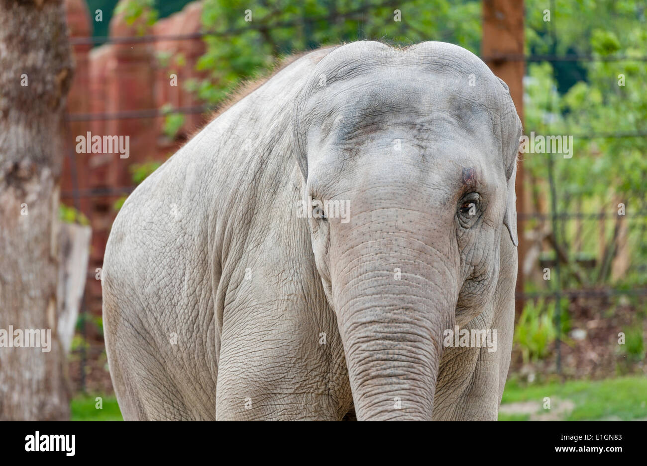 Zurich, Switzerland. 4th June 2014. An elephant of Zurich zoo is strolling his new home and the zoo's new attraction: 'Kaeng Krachan' elephant park, the 10'000 square metres artificial landscape beneath a spectacular dome allows visitors to watch the elephants almost as in their natural habitat. Credit:  Erik Tham/Alamy Live News Stock Photo