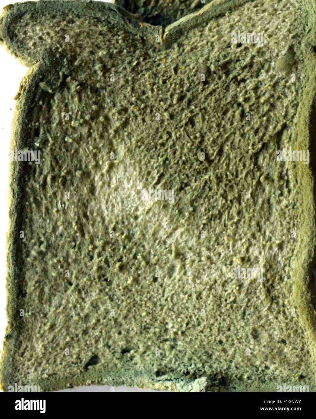 Mould decay rot bread food waste fungus green