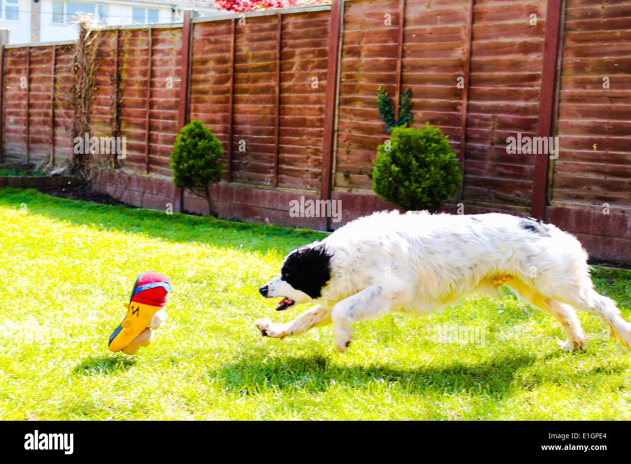 Pounce hires stock photography and images Alamy