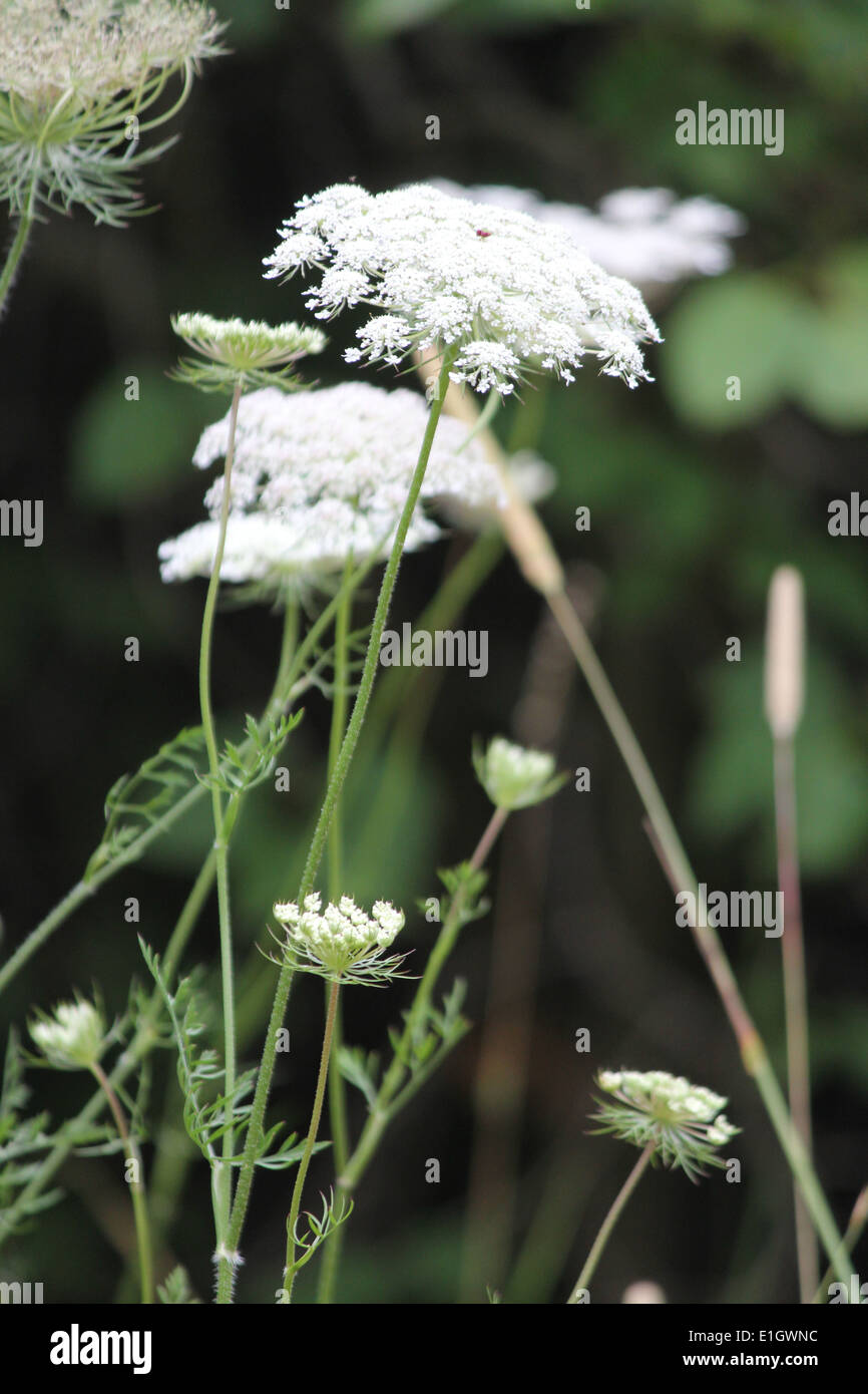 Queen Anne’s Lace in an open field in Eastern Ontario. It is native to Europe and southwest Asia Stock Photo