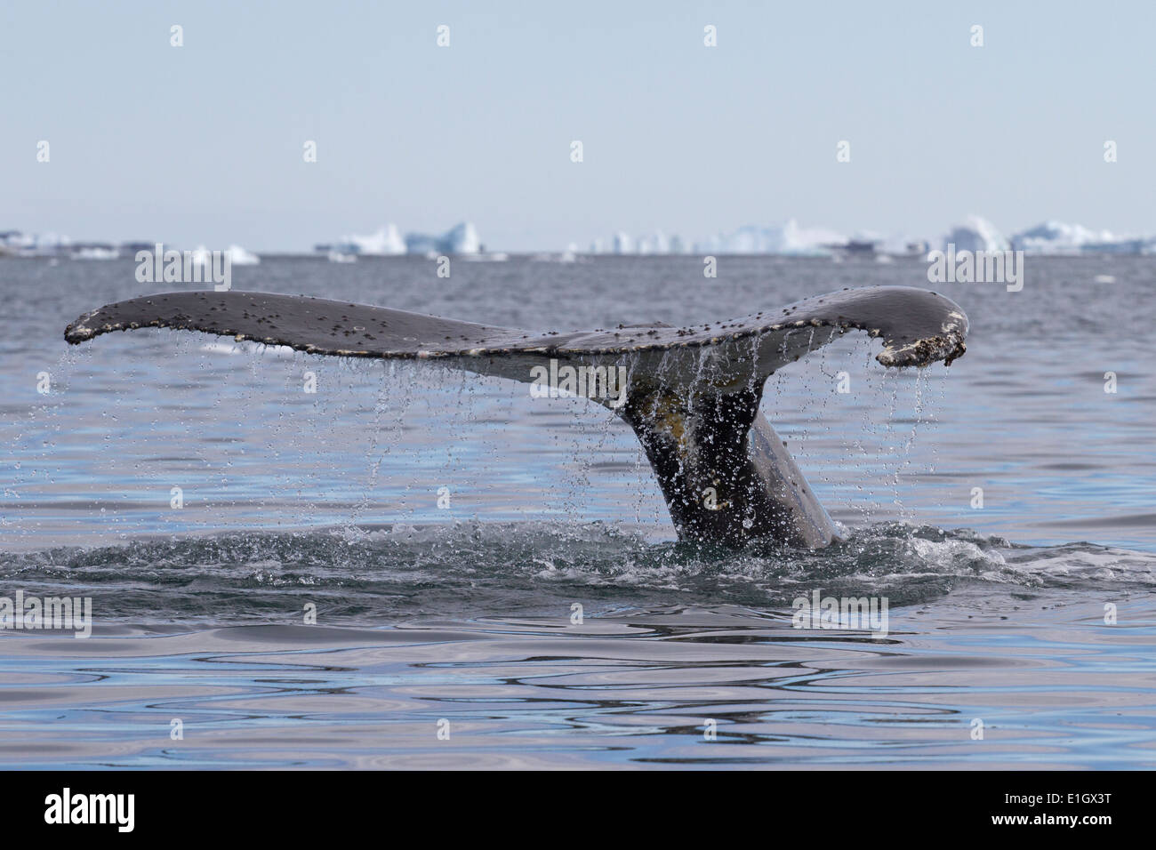 humpback whale tail diving in Antarctic waters Stock Photo - Alamy