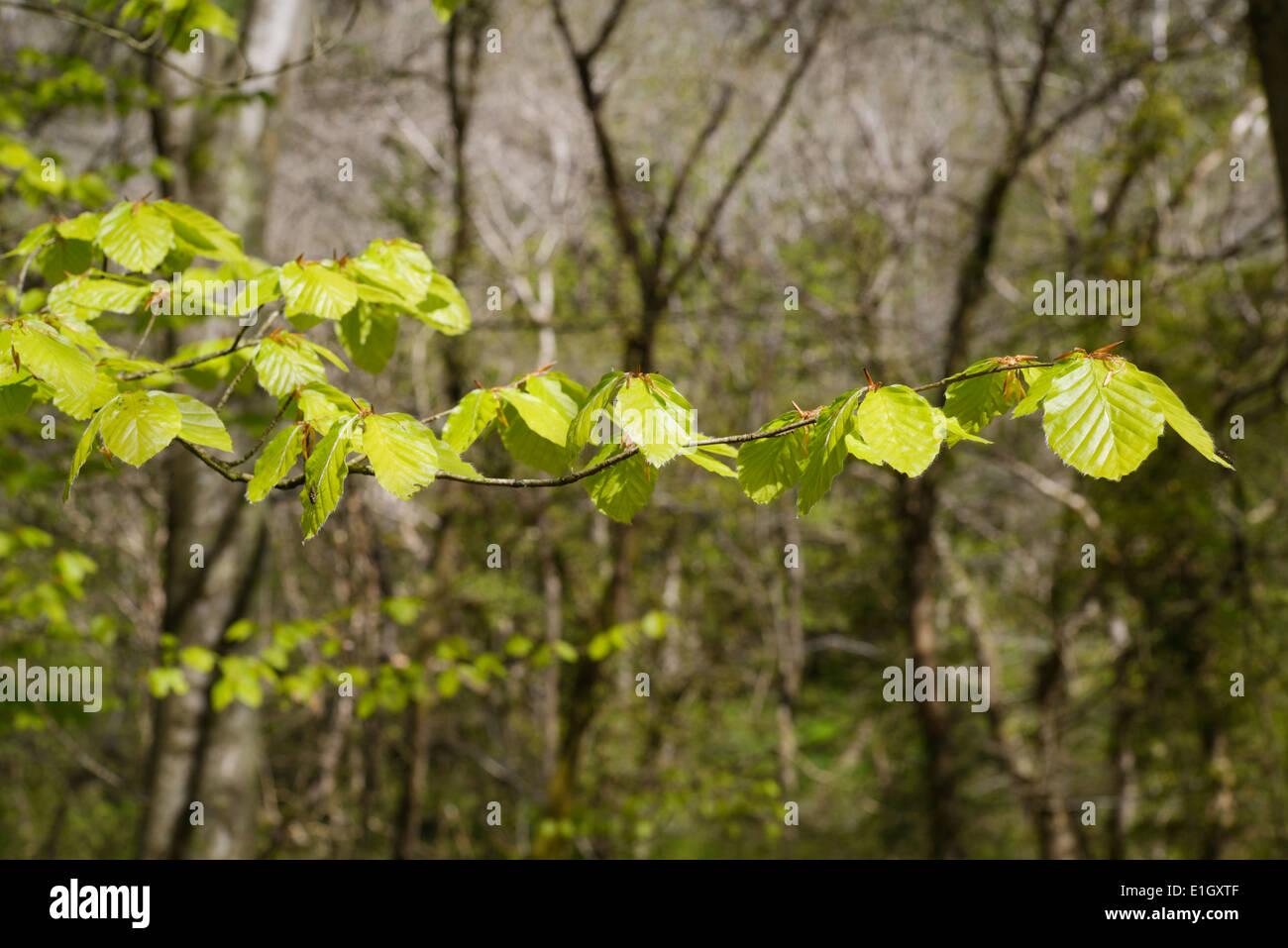 Spring foliage of European Beech, Fagus sylvatica, Wales, UK Stock Photo