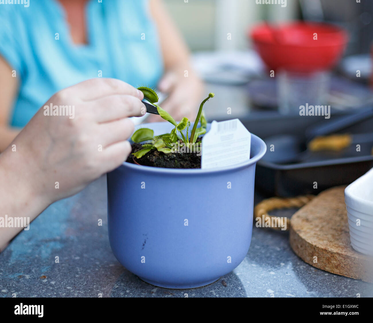 Woman tending to a Venus Flytrap carnivorous plant. The Venus flytrap, Dionaea muscipula, is a carnivorous plant native to subtropical wetlands on the East Coast of the United States. It catches its prey, chiefly insects and arachnids, with a trapping structure formed by the terminal portion of each of the plant's leaves and is triggered by tiny hairs on their inner surfaces.  Model Release: Yes.  Property release: No. Stock Photo