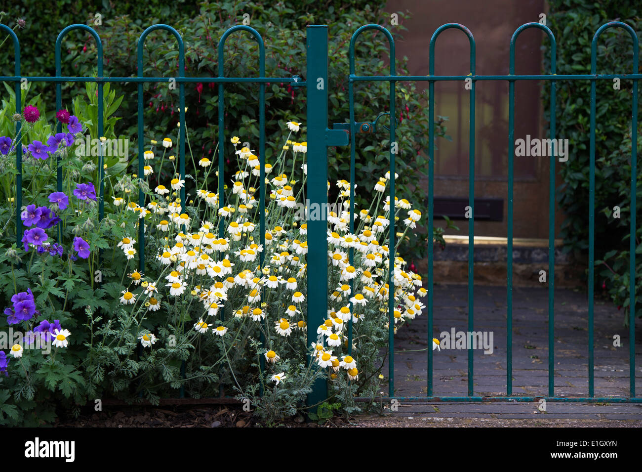 Anthemis Nobilis. Roman Chamomile flower growing through metal garden railings in an English garden Stock Photo