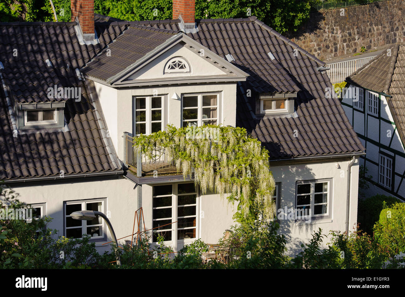 Blooming Wisteria (Wisteria alba) in Treppenviertel, Hamburg-Blankenese, Germany Stock Photo