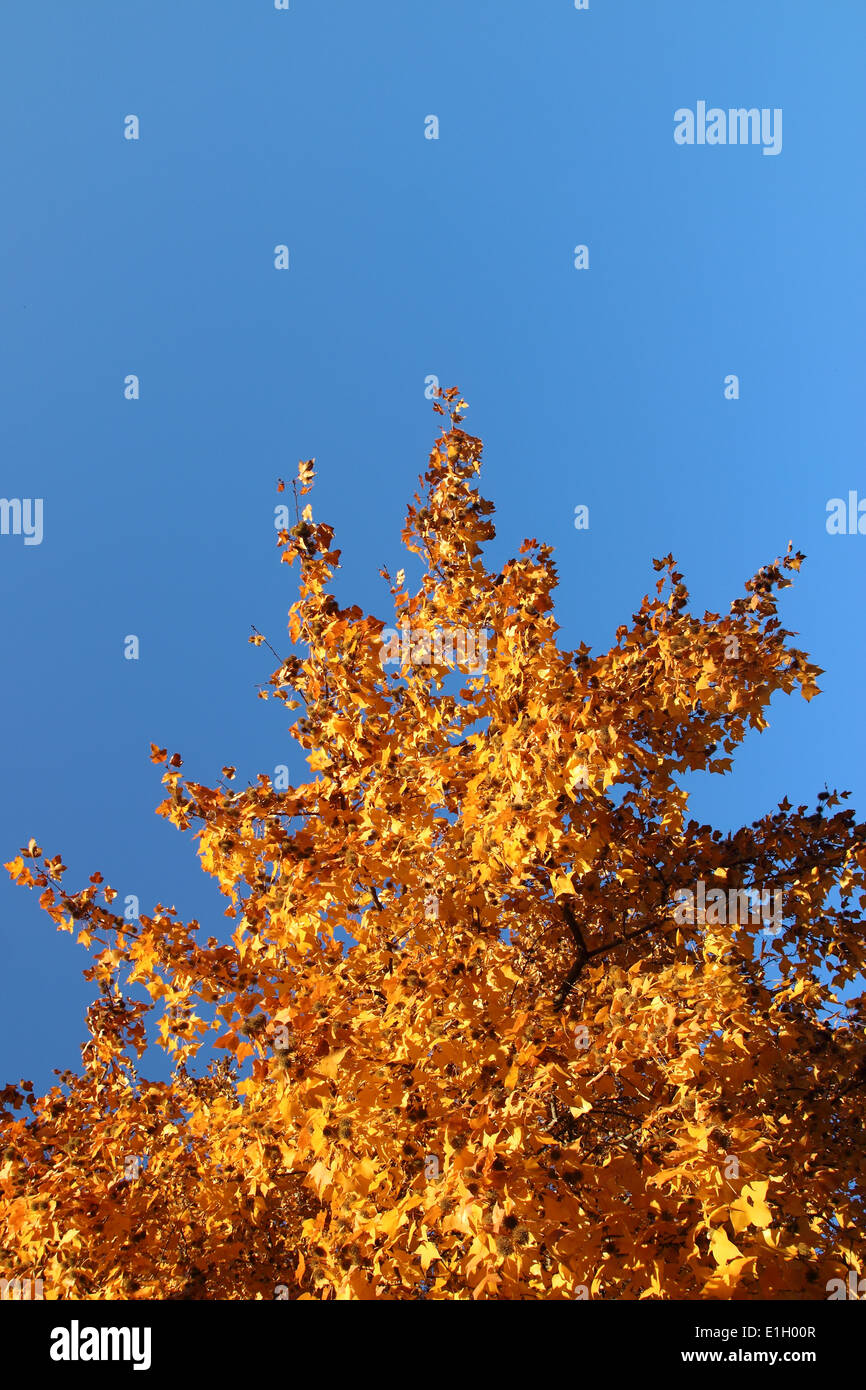 japanese red maple tree background , saitama, Japan Stock Photo - Alamy
