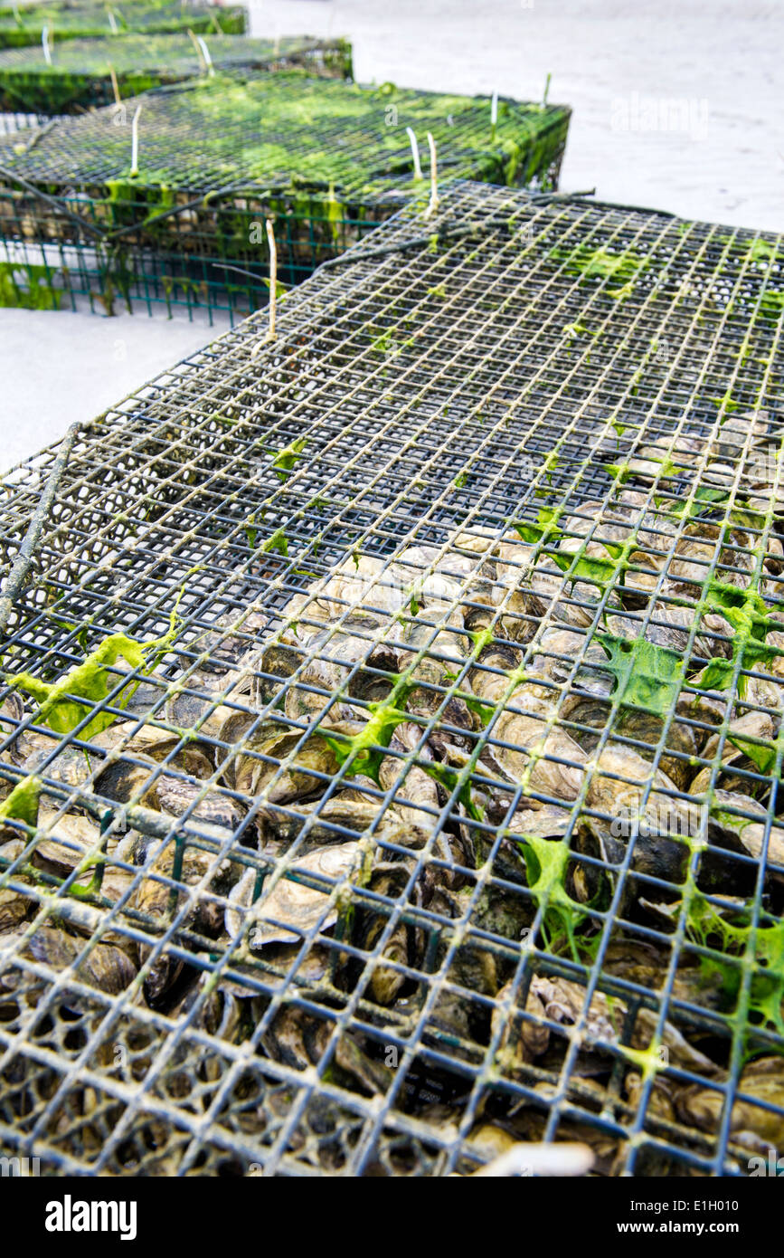 Oysters farm Stock Photo