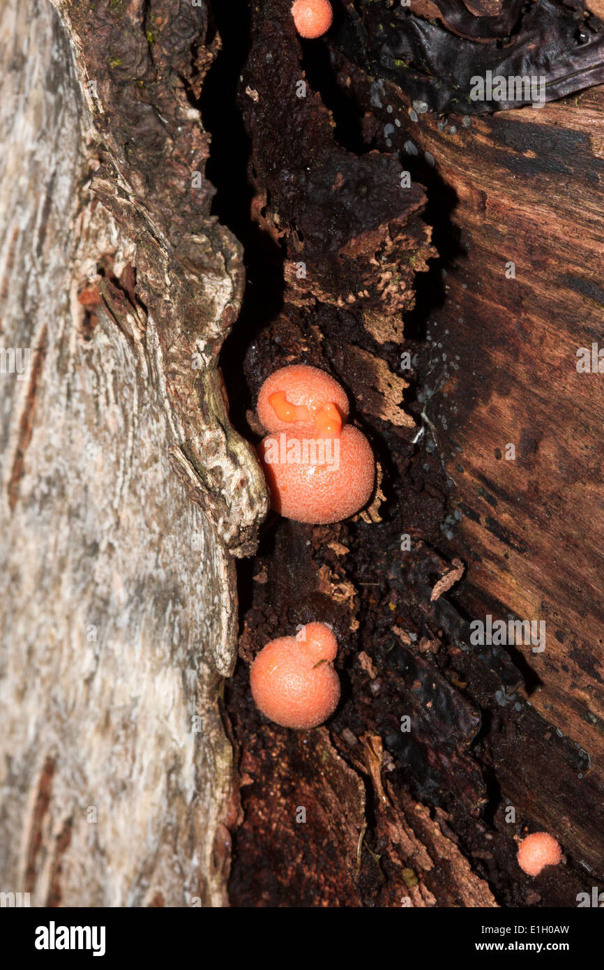 Nectria Cinnabarina fungus on decaying wood Stock Photo