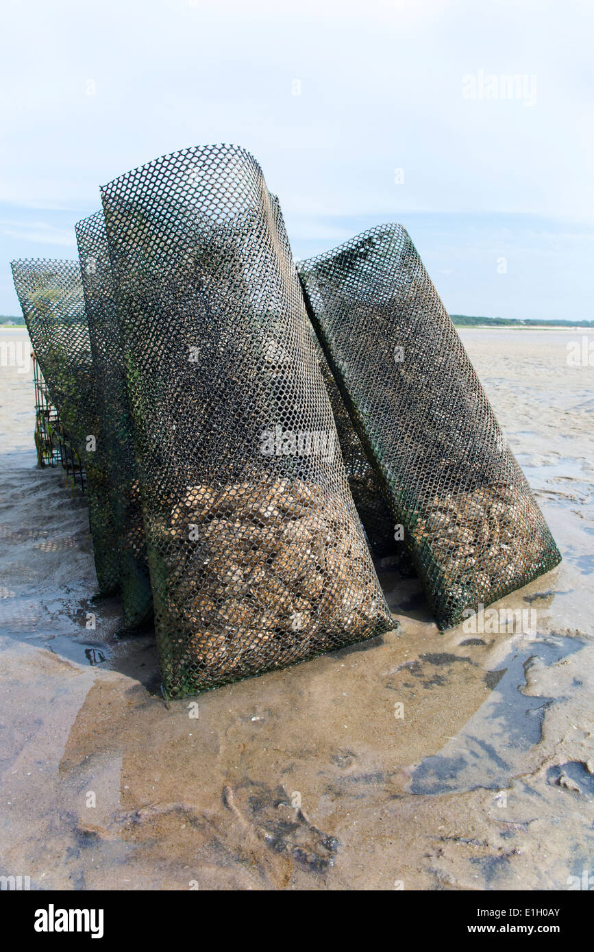 Oysters bags in a shellfish farm during a low tide. Stock Photo
