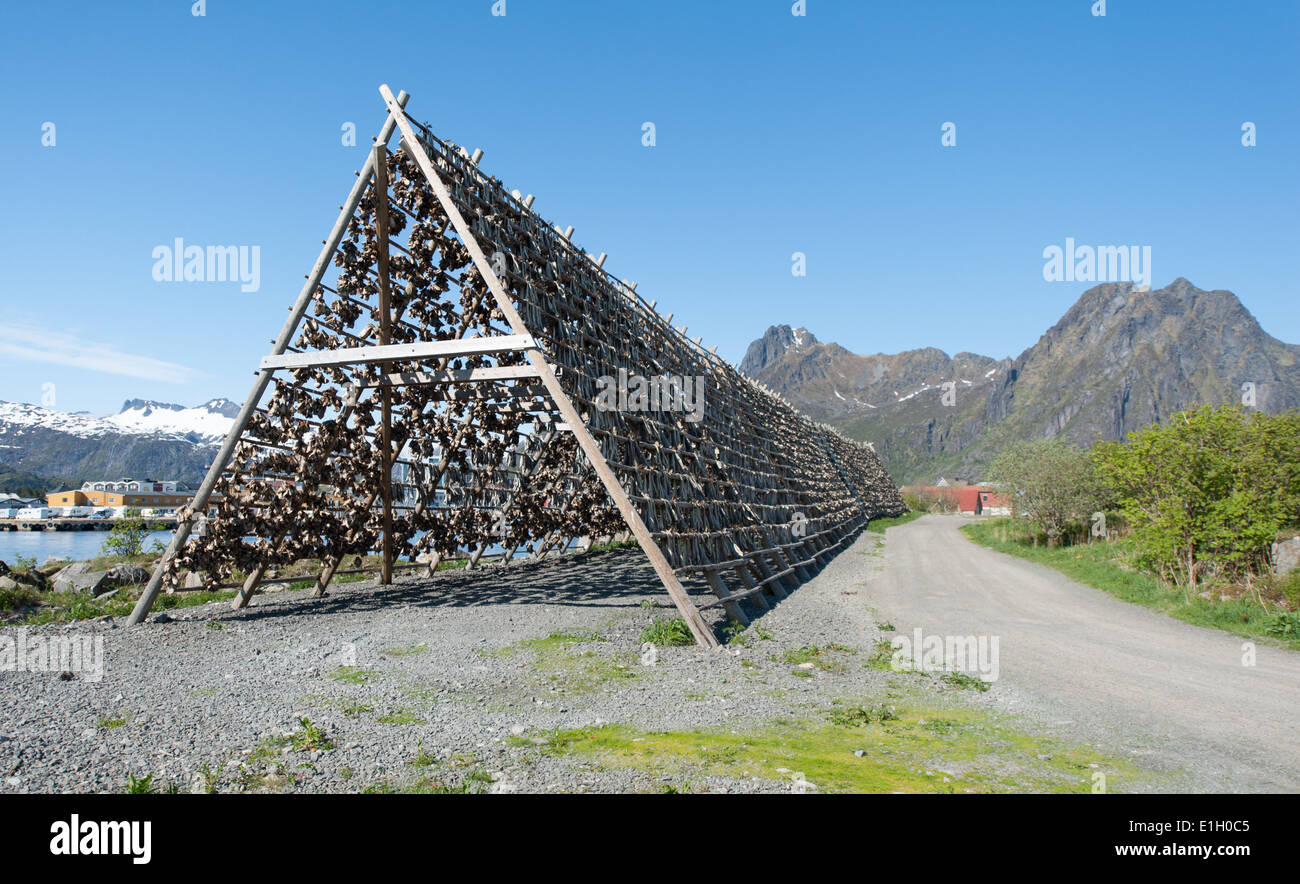 Lofoten dry cod hi-res stock photography and images - Alamy