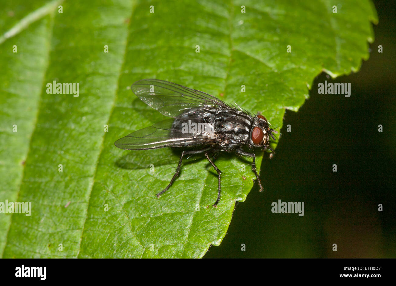 Fly Pic Biting house fly hi-res stock photography and images - Alamy