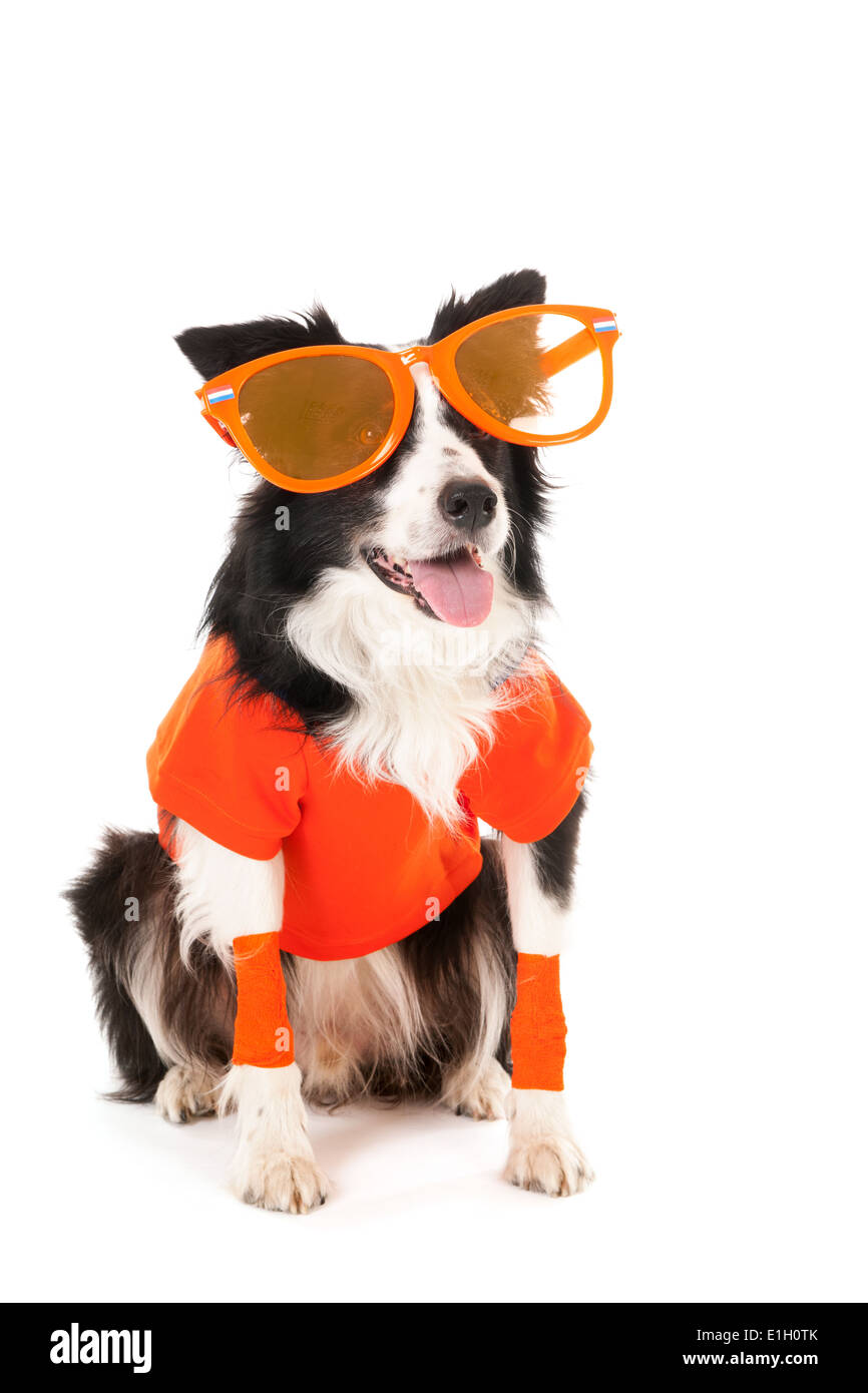 Dog as Dutch soccer fan isolated over white background Stock Photo Alamy