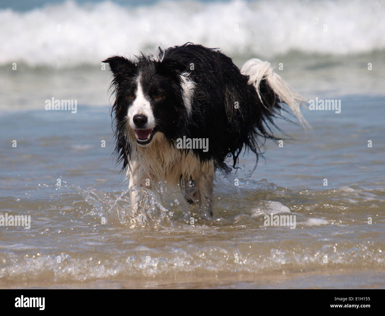 Border Collie dog in the sea, Newquay, Cornwall, UK Stock Photo