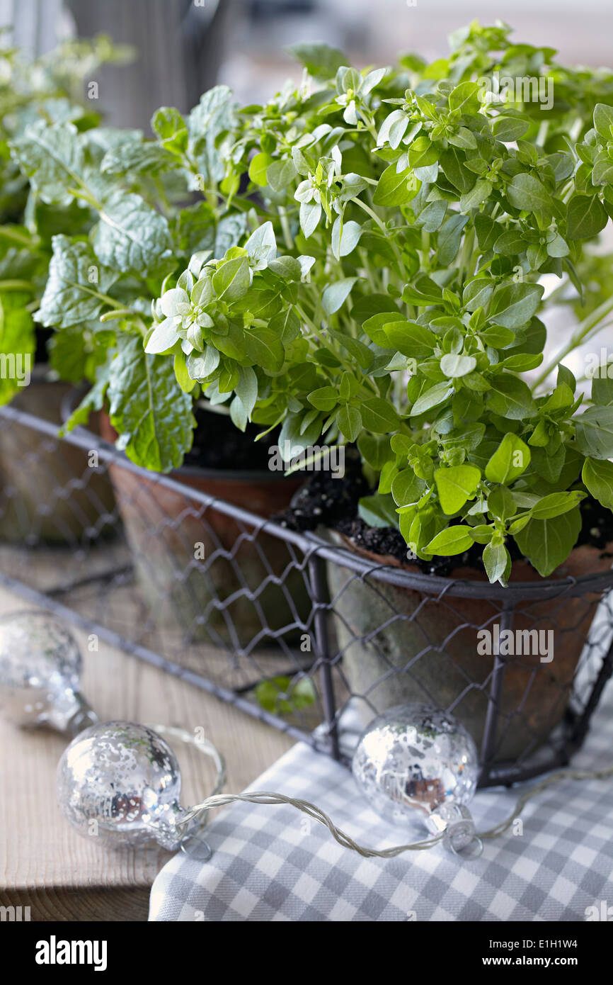 Pots of fresh herbs Stock Photo