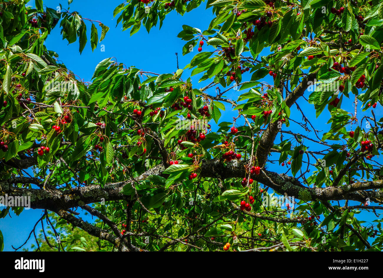Green cherries hires stock photography and images Alamy