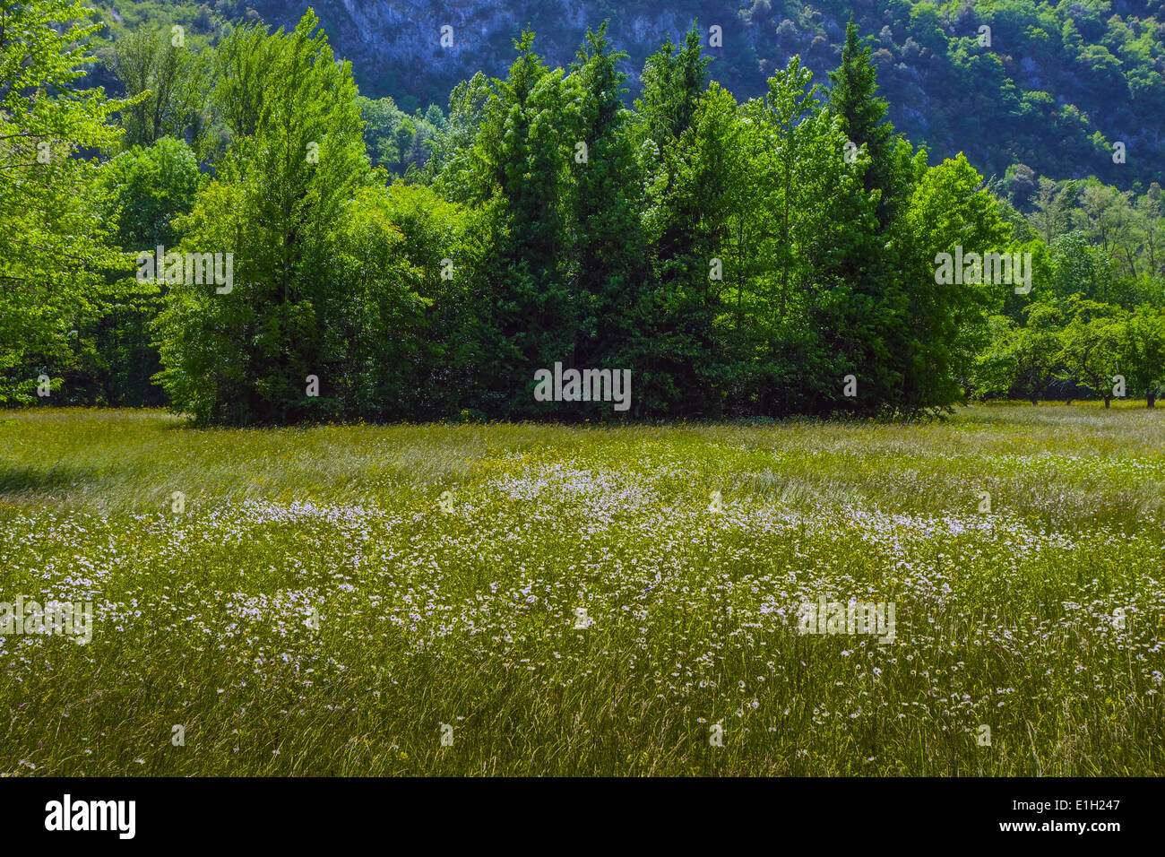 Summer grass hay meadow with distant green trees Stock Photo