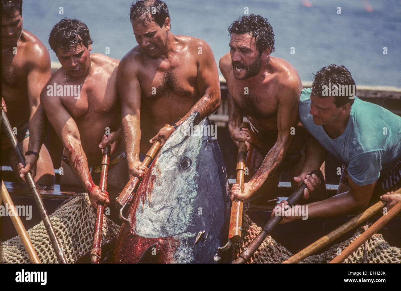 Landing Giant Bluefin Tuna (Thunnus thynnus) Mattanza, Favignana, Sicily. Stock Photo