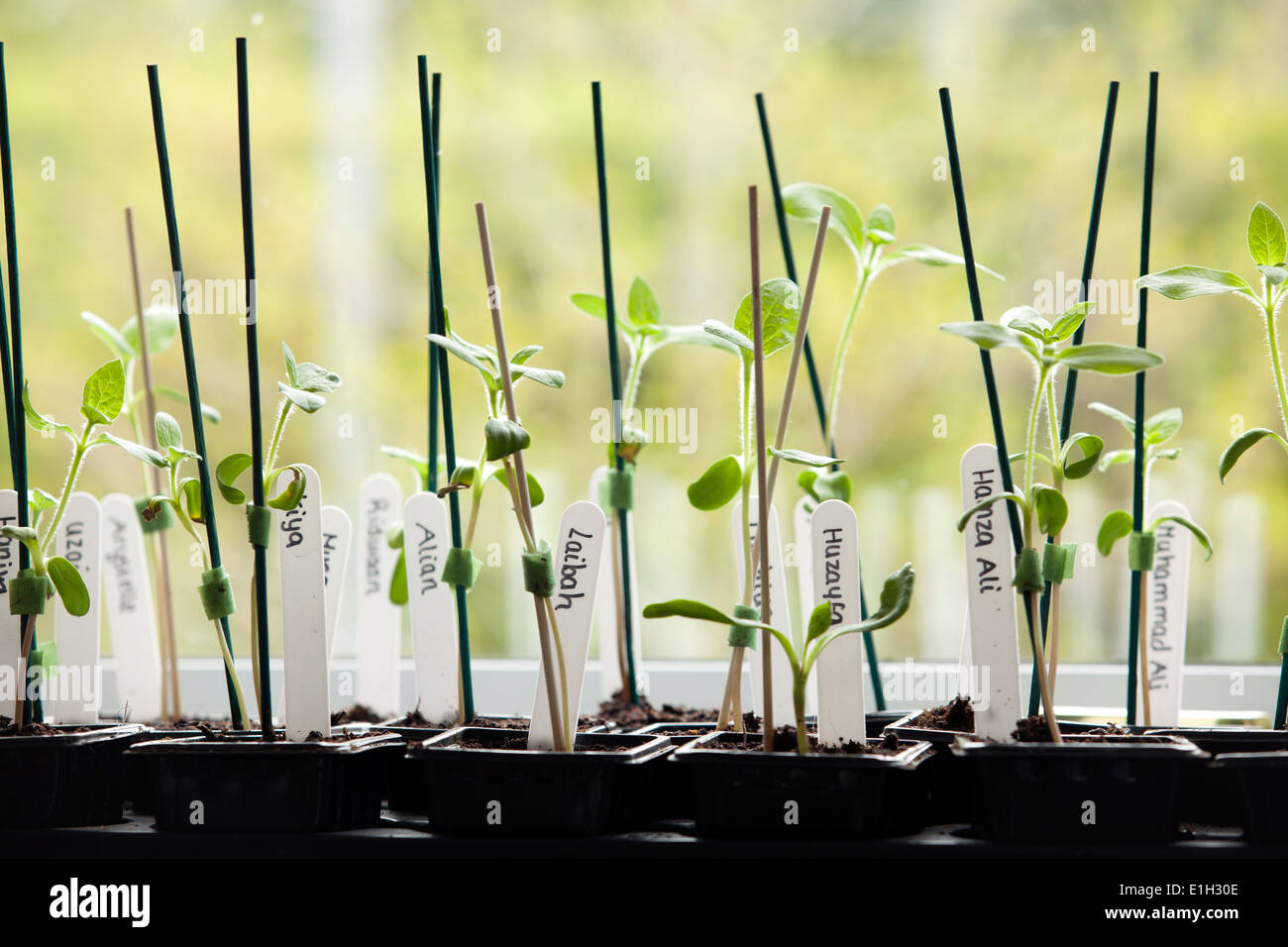 Plants window sill indoors hires stock photography and images Alamy