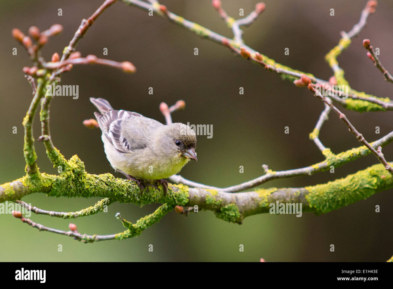 Female american goldfinch hi-res stock photography and images - Alamy