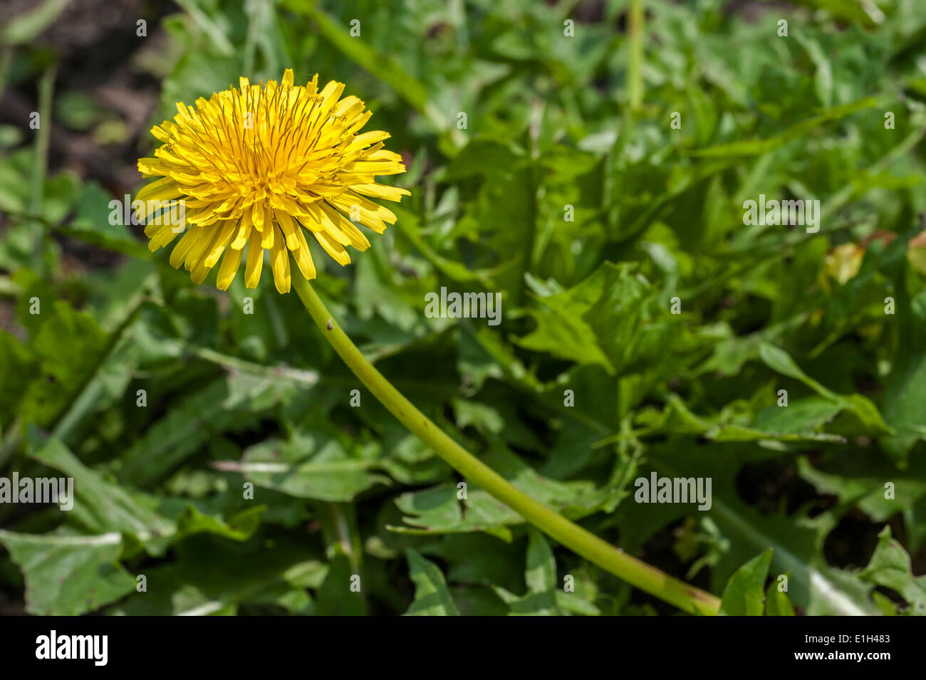 Ular siktirayotgan joyda porno tomosha qiling va u qichqiradi