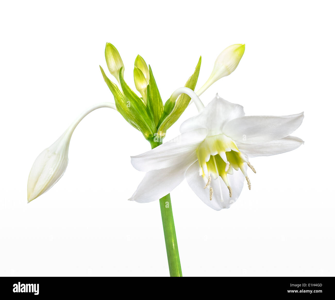 White Amazon lily flower isolated Stock Photo