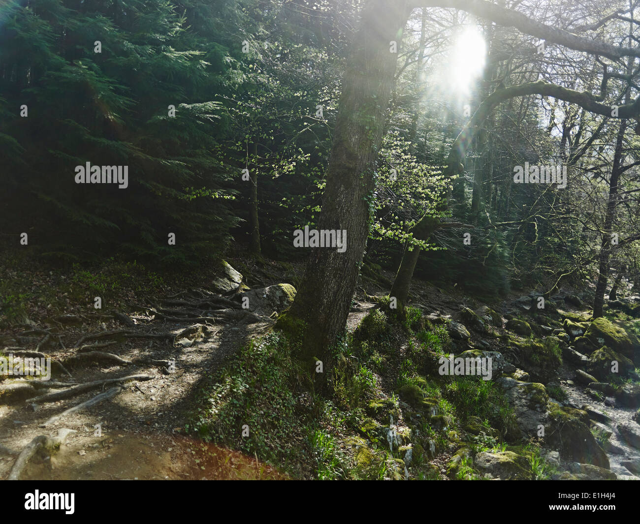 Forest, Betws-y-coed, Snowdonia, Wales Stock Photo