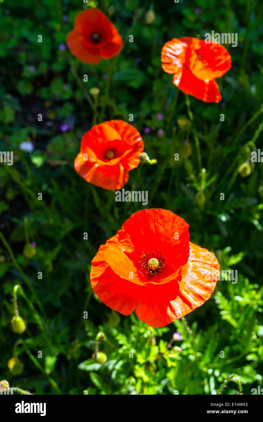 Bright red poppies against dark green backdrop Stock Photo - Alamy