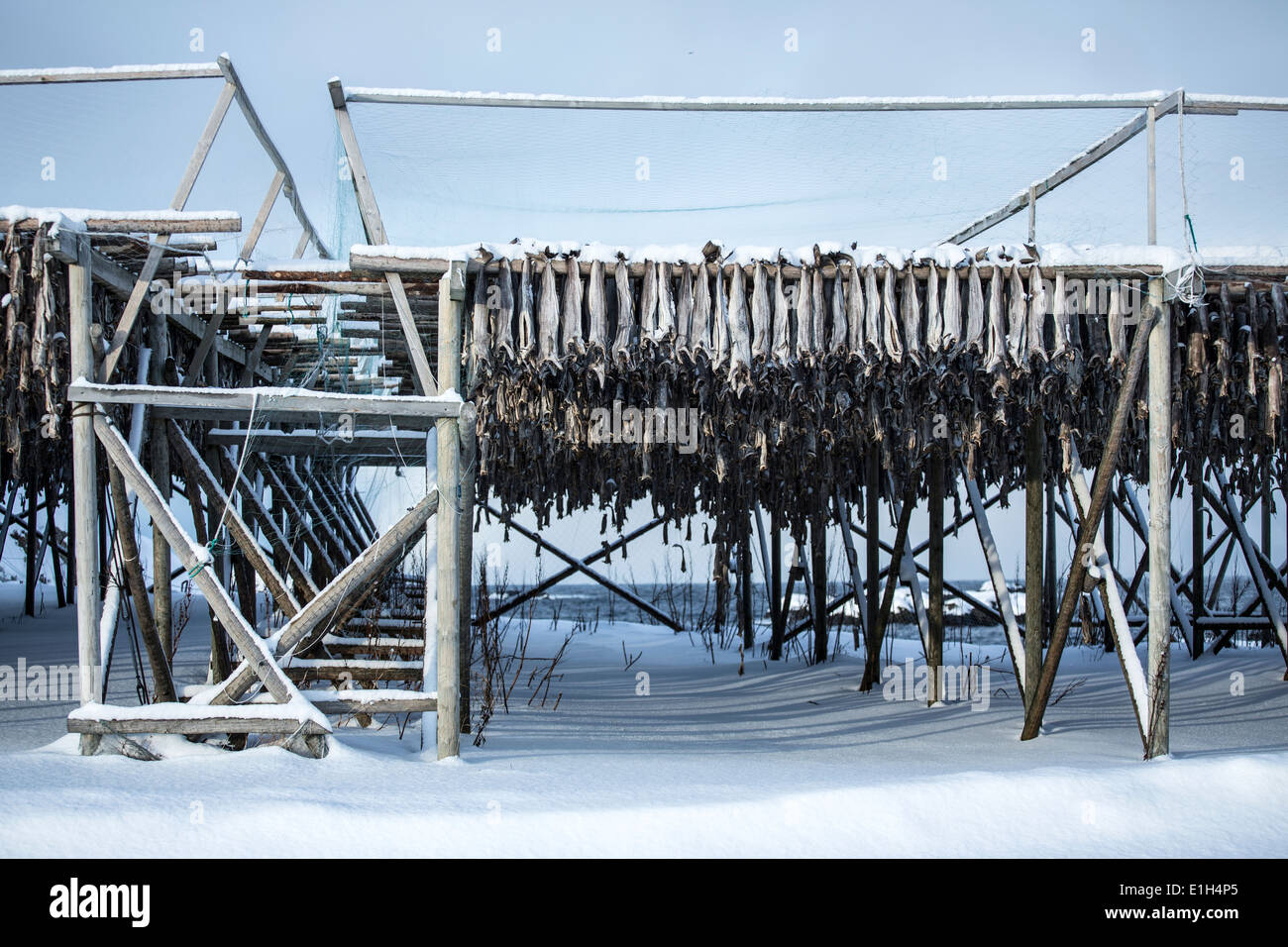 Skrei, Cod fish drying, Lofoten, Norway Stock Photo