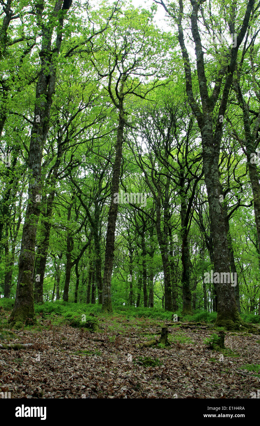 Forest Wood Trees Stock Photo Alamy